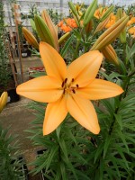 [5083 Indian Diamond EVR No02.JPG]